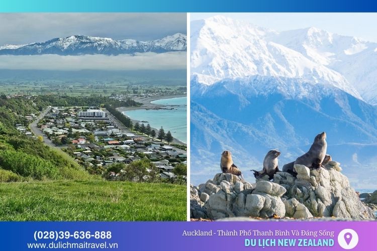 Kaikoura - thị trấn yên bình, là điểm đến lý tưởng để ngắm cá voi, cá heo và hải cẩu