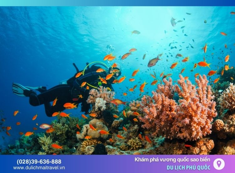 Hòa mình vào đại dương và tận mắt ngắm nhìn những rạn san hô.