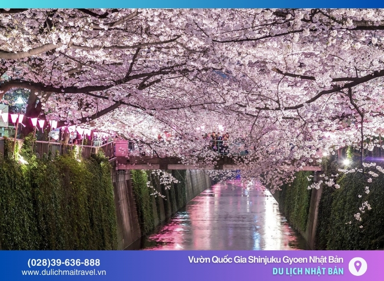 thời điểm lý tưởng để chiêm ngưỡng hoa anh đào nở rộ