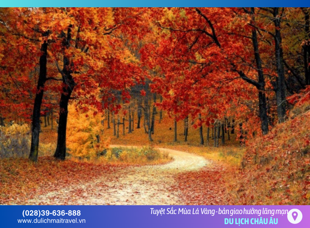 lá vàng ở châu âu