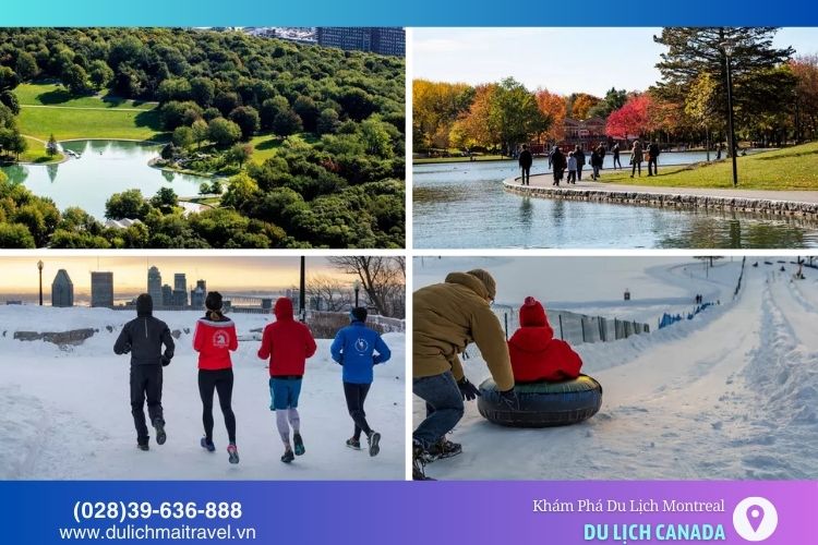 Công viên Mount-Royal là không gian xanh lý tưởng để diễn ra các hoạt động dã ngoại, đi bộ và trượt tuyết