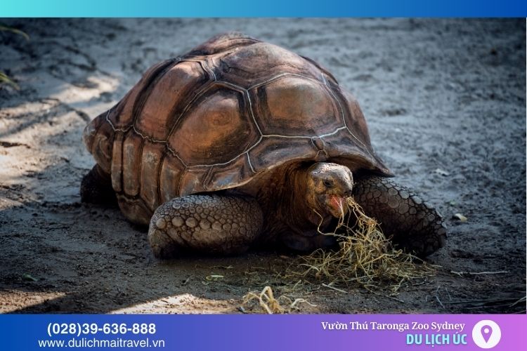 Rùa biển khổng lồ có tuổi đời hàng trăm năm
