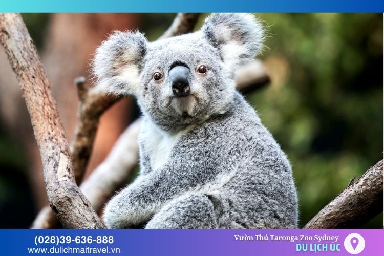 Gấu túi Koala - loài gấu đặc trưng của Úc