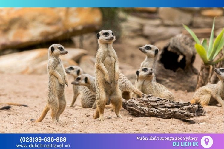 Meerkat - loài động vật nhỏ nhắn, đáng yêu, tinh nghịch và thú vị