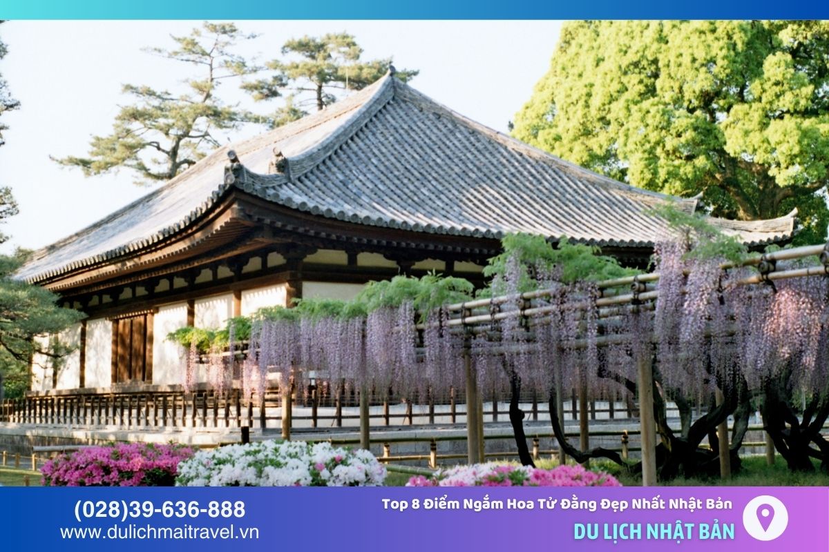 Chùa Byodoin ở Kyoto có khoảng 200 gốc hoa tử đằng nở rộ vào mùa hè