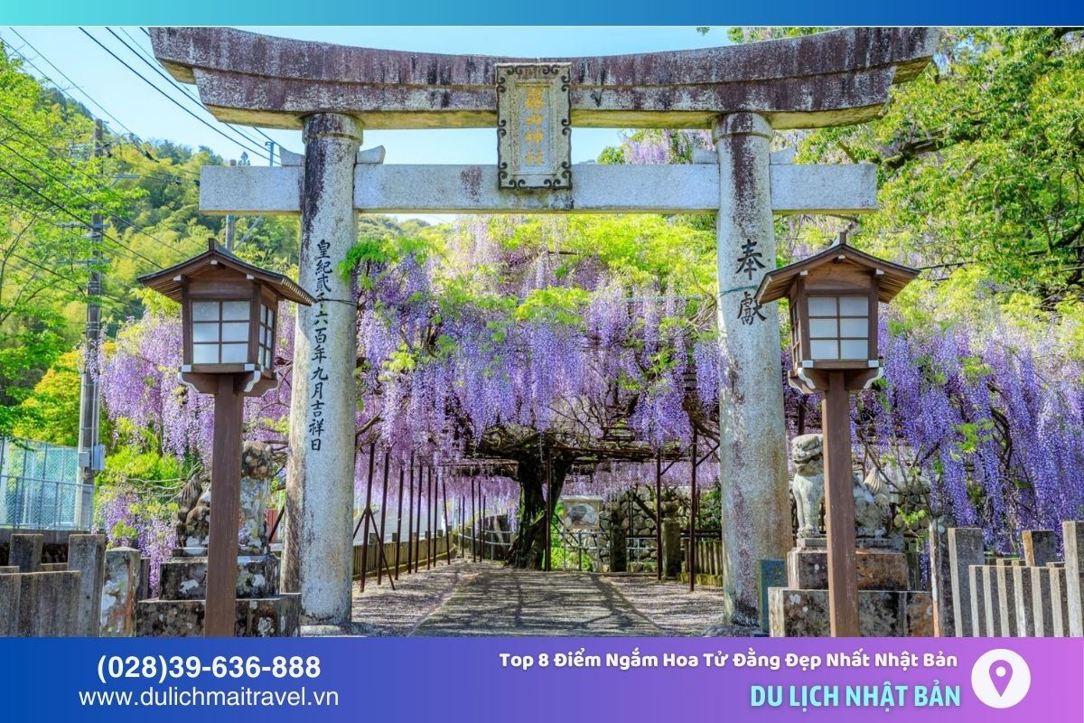Đền Fujiyama - nơi có cây hoa tử đằng cổ thụ 650 năm