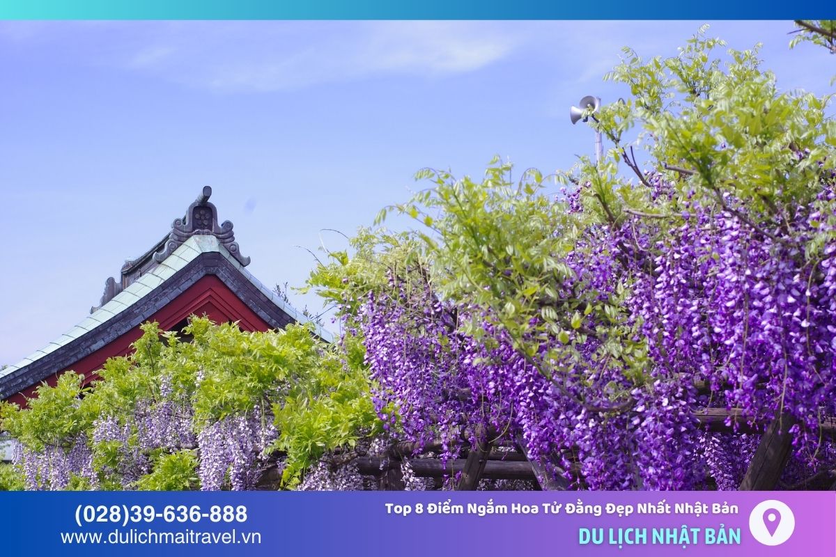Một góc Đền Kameido Tenjin vào mùa hoa tử đằng nở
