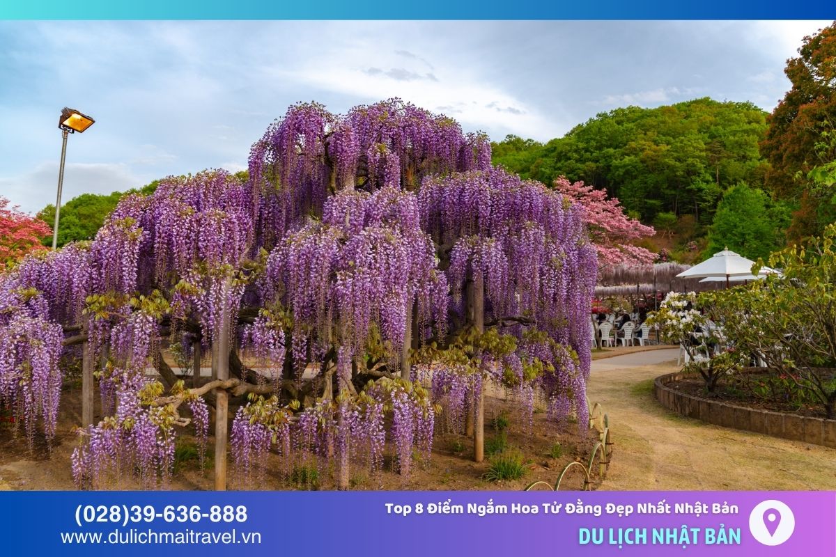 Công viên Ashikaga nổi tiếng với những cây hoa tử đằng cổ thụ 