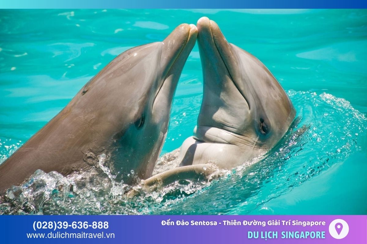Underwater World Singapore là nơi du khách có thể xem cá heo, hải cẩu biểu diễn hoặc tham gia trải nghiệm như bơi cùng cá heo