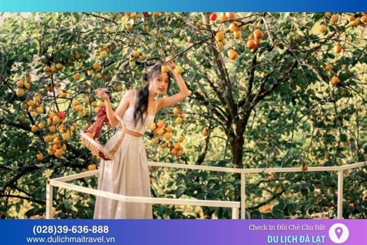 Vườn hồng Cầu Đất vào mùa thu hoạch với những quả hồng chín đỏ tạo cảnh sắc đầy ấn tượng