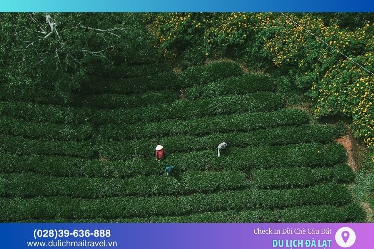 Đồi chè Cầu Đất vào mùa hoa dã quỳ