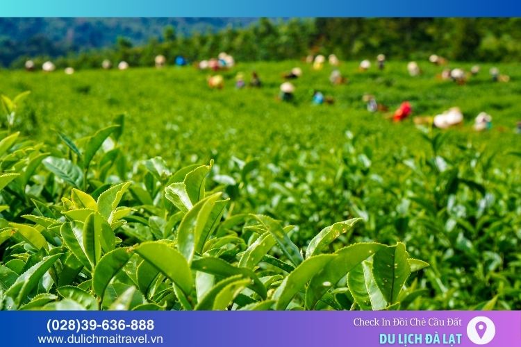 Tour chè Cầu Đất Farm giúp bạn tìm hiểu sâu hơn về quá trình trồng và thu hoạch chè