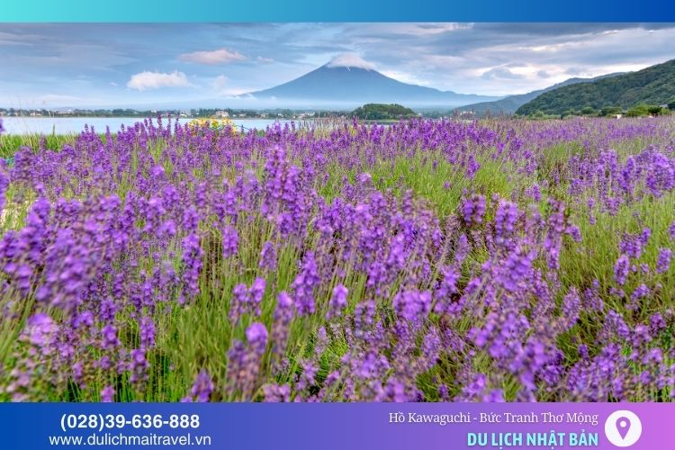 Cánh đồng hoa lavender tím ngát tại Công viên Oishi 