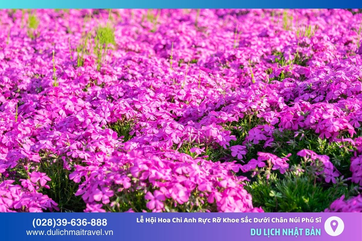 Hoa Chi Anh: Biểu tượng của sự trong sáng, thuần khiết và sắc đẹp