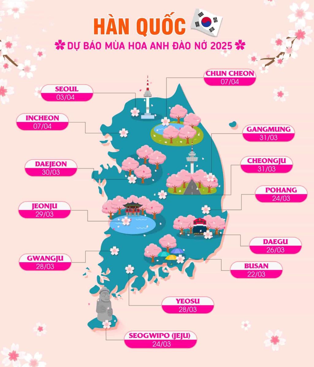 lịch hoa anh đào hàn quốc 2025