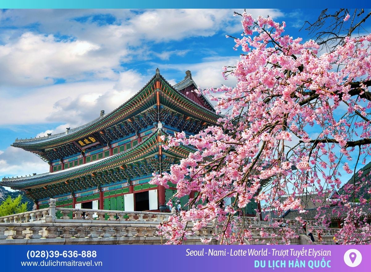 Canh - phuc - cung - mai - travel