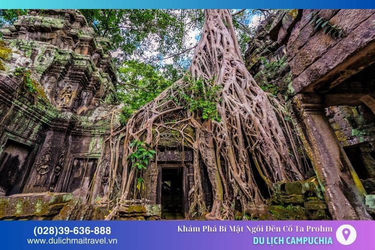Đền Ta Prohm - điểm đến hấp dẫn kết hợp kỳ diệu giữa thiên nhiên và nhân tạo