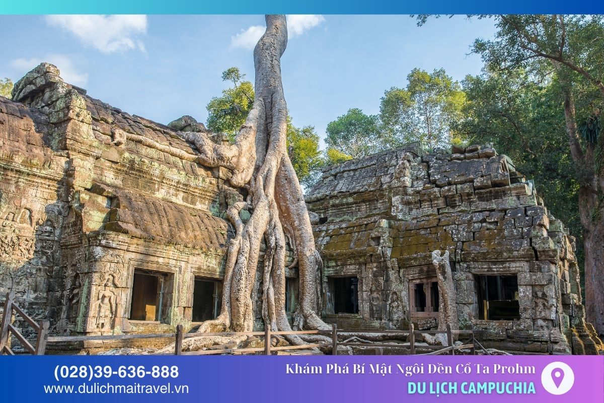 Cây cổ thụ khổng lồ với rễ xuyên qua tường đá tạo cảnh tượng kỳ vĩ ở Ta Prohm