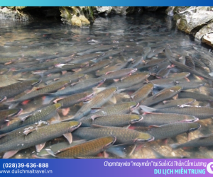 Bí ẩn Suối Cá Thần Cẩm Lương: Huyền thoại hàng ngàn con cá không bao giờ rời đi