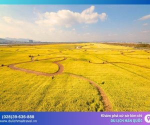 Busan - Điểm lý tưởng để ngắm hoa cải dầu và thưởng thức hải sản