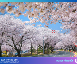 Hàn Quốc Dịp 30/4 – Trọn Vẹn Mùa Xuân Cùng M.A.I Travel