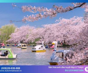Gợi ý lịch trình du lịch săn hoa anh đào tuyệt đẹp ở Tokyo 2025