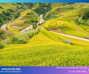 Mùa Lúa Chín Miền Bắc - Những Mùa Vàng Trên Nương