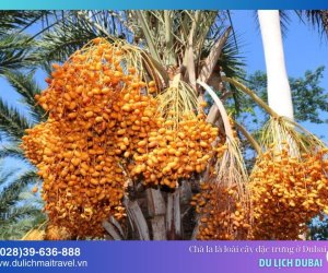 Chà Là - Loài cây biểu tượng của vùng Ả Rập
