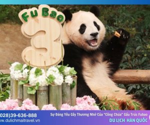 Sự đáng yêu gây thương nhớ của “công chúa” gấu trúc Fubao