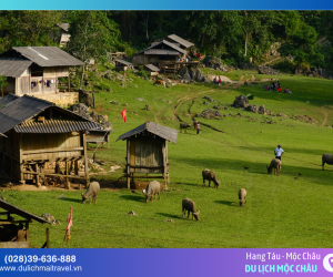 Check-in Mộc Châu Tháng 3 – Thiên Đường Xanh Giữa Lòng Tây Bắc