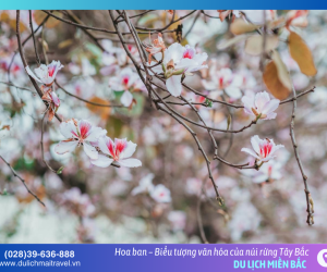 Hoa ban Điện Biên – Mùa trắng tinh khôi gọi bước chân lữ khách Tây Bắc