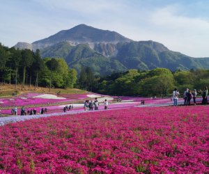 Bốn điểm ngắm hoa xuân ở Nhật Bản 2025