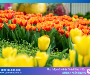 Mùa hoa tulip tại Bà Nà Hills có gì đặc biệt?