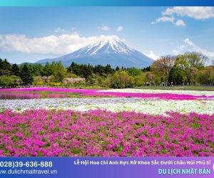 Lễ Hội Hoa Chi Anh Đầy Rực Rỡ Khoe Sắc Dưới Chân Núi Phú Sĩ