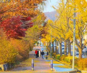 Lịch ngắm ngắm mùa thu Hàn Quốc 2024