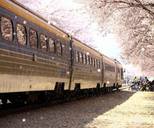 Lịch ngắm hoa anh đào Hàn Quốc 2025