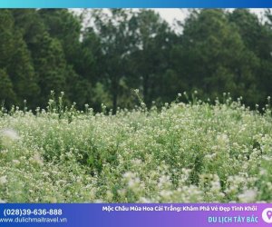 Mộc Châu Mùa Hoa Cải Trắng: Khám Phá Vẻ Đẹp Tinh Khôi Miền Cao Nguyên