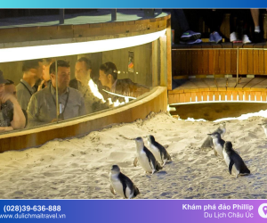 Đến đảo Phillip ngắm chim cánh cụt diễu hành