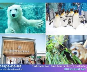 Vườn thú Asahiyama - Nơi bảo tồn động vật xứ lạnh tại Hokkaido