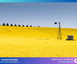 Hoa nở rực rỡ khắp nước Úc khi mùa xuân đến