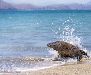 Vùng Đất Rồng Komodo - Báu Vật Của Indonesia