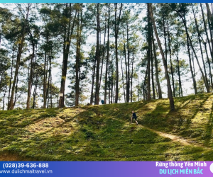 Rừng Thông Yên Minh – Chốn Bình Yên Giữa Cao Nguyên Hà Giang