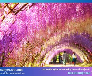 Top 8 Điểm Ngắm Hoa Tử Đằng Đẹp Nhất Tại Nhật Bản