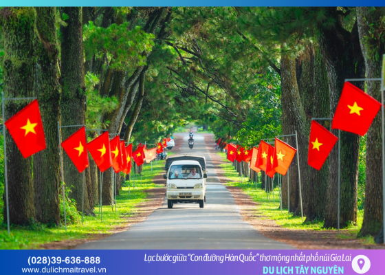 Hàng thông trăm tuổi: Nơi thời gian ngừng lại dưới những tán lá xanh