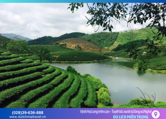 Đảo Chè Thanh Chương: Lạc giữa những ốc đảo xanh tròn trịa giữa lòng hồ thủy điện