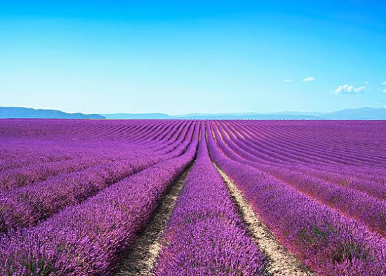 Du lịch Pháp ngắm cánh đồng hoa Lavender tuyệt đẹp