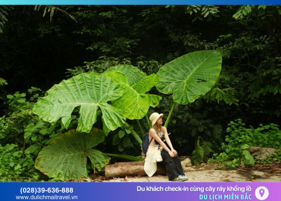 Hot trend du lịch 2025: Cây ráy khổng lồ khiến giới trẻ mê mẩn