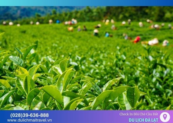 Đồi chè Cầu Đất - Check in chốn yên bình và thơ mộng giữa Đà Lạt