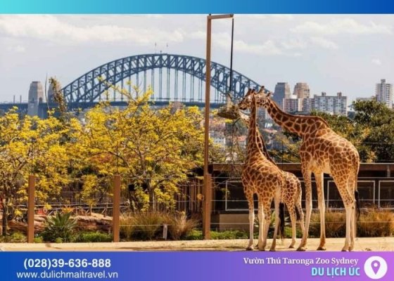 Vườn thú Taronga Zoo Sydney - Khám phá thế giới hoang dã độc đáo Nước Úc