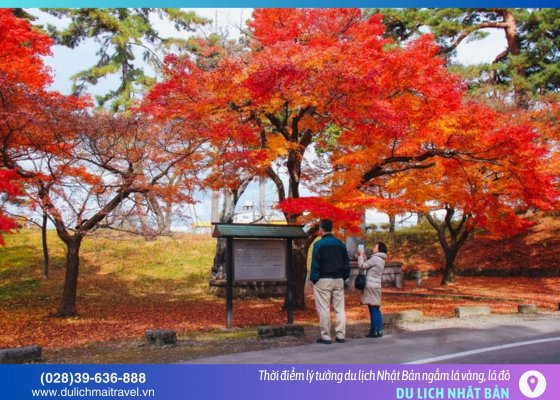 Thời điểm lý tưởng để du lịch Nhật Bản ngắm lá vàng, lá đỏ
